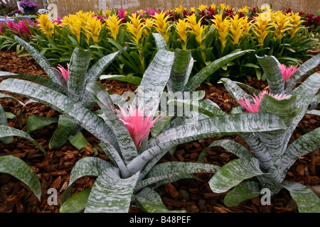 Aechmea Primera (vorne) und verschiedene Guzmanie Pflanzen im San Diego County Fair in Del Mar CA uns Stockfoto