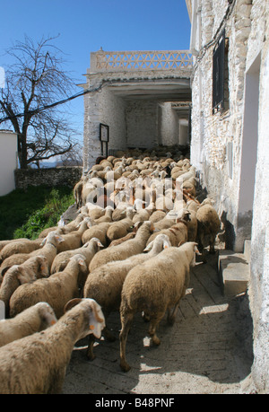 eine Herde von Schafen im Dorf Capilerilla in der Alpujarra, Granada, Spanien Stockfoto