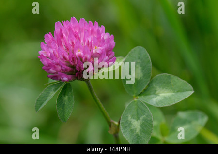 Rotklee (Trifolium Pratense), Blüte Stockfoto