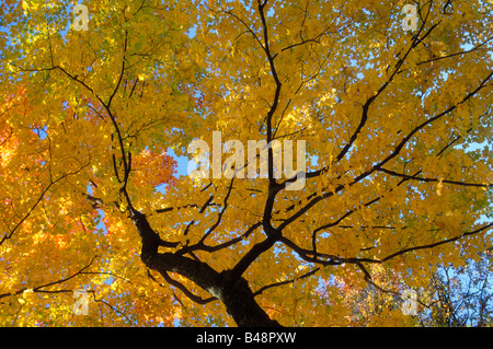 Bäume im Herbst Stockfoto