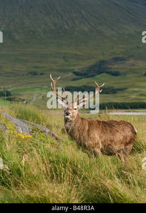 Hirsch am Hang, am Ende des Wesy Highland Way Stockfoto