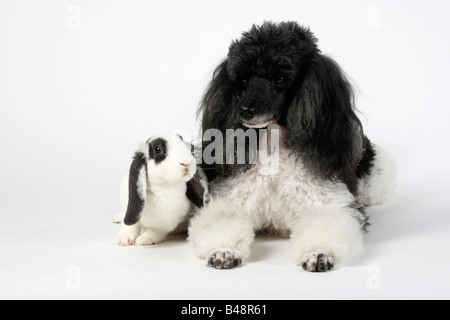 Miniatur Pudel Harlekin und Rex Lop eared Zwerg Kaninchen blau 14 Wochen Hauskaninchen weiß Stockfoto