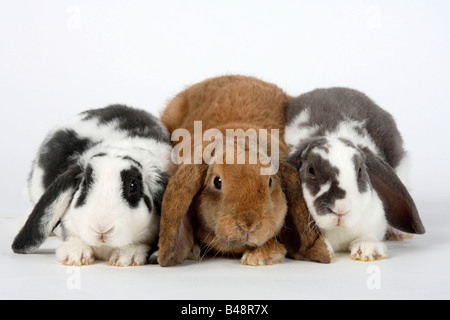 Rex Lop eared Zwergkaninchen lila-weiß und blau weiße 14 Wochen und Aprikose 17 Wochen Hauskaninchen Stockfoto