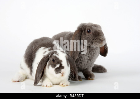 Rex Lop eared Zwergkaninchen lila weiß und lila 14 Wochen Hauskaninchen Stockfoto