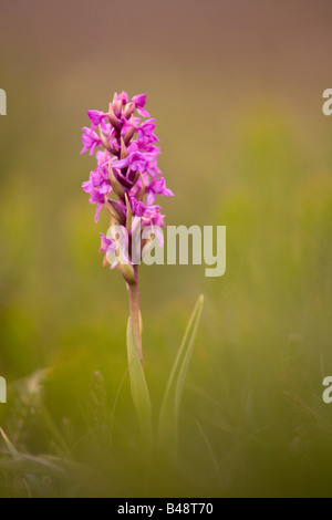 duftende Orchidee Gymnadenia Conopsea in voller Blüte cornwall Stockfoto