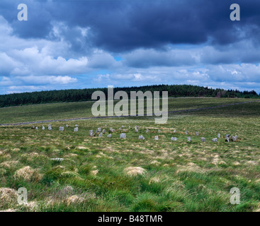 Gray Wethers Steinkreise bei Postbridge im Dartmoor Nationalpark und Fernworthy Forest im Hintergrund. Devon, England. Stockfoto