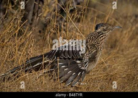 Größere Roadrunner (Geococcyx Californianus) - Stretching - Arizona Stockfoto