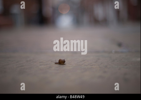 Eine Schnecke über eine gepflasterte Straße im Stadtzentrum von Shrewsbury Stockfoto