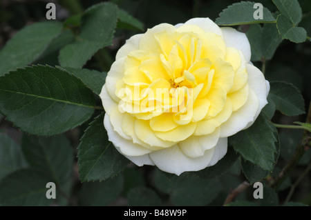 Floribunda Rose (Rosa SP.), Sorte: Goldene Grenze, Blume Stockfoto