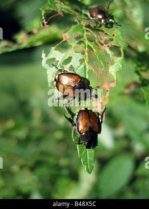 Eine Gruppierung von japanische Käfer Popillia Japonica skeletonize ein Rosenblatt. Stockfoto