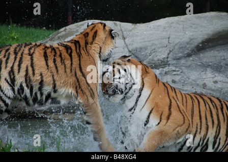 Zwei sibirische Tiger (Panthera tigris altaica) Kampf in einem Teich. Stockfoto