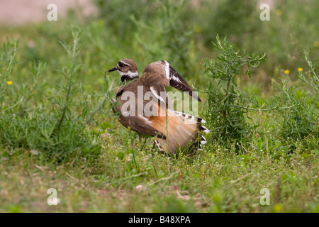 Killdeer (Charadrius Vociferus) Regenpfeifer Bedrohung anzeigen Stockfoto