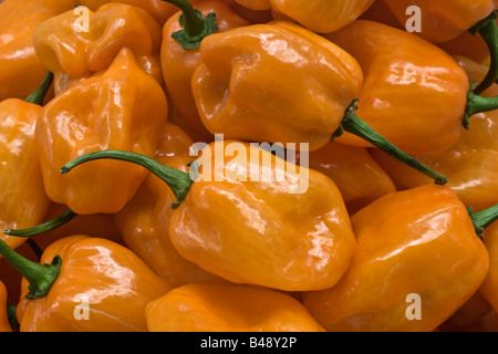 Habanero Chile Paprika Capsicum chinense Stockfoto