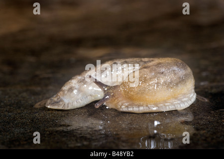 Slug Arionidae Arion sp Stockfoto