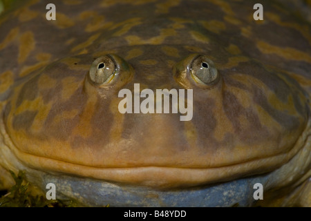 Budgett Frosch (Lepidobatrachus Laevis) Captive - Südamerika Stockfoto