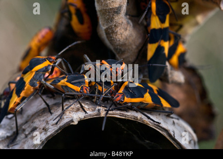 Wolfsmilch Bugs Oncopeltus fasciatus Stockfoto