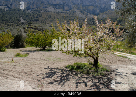 Kirschbaum, rock Els Frares Zinnen, Comtat, Provinz Alicante, Comunidad Valenciana, Sierra de Serrella, Spanien Stockfoto