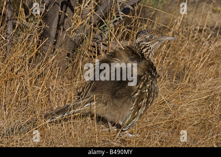 Größere Roadrunner (Geococcyx Californianus) - thermoregulierende - Arizona Stockfoto