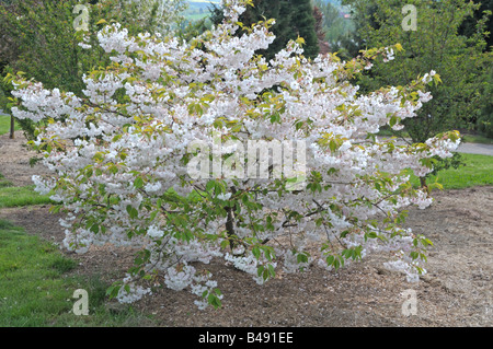 Orientalische Kirsche, japanische Kirsche (Prunus Serrulata), blühender Baum Stockfoto