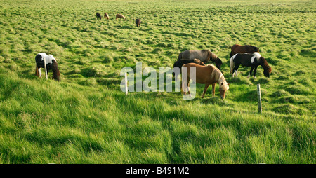 Grasende Pferde in einer Wiese an einem sonnigen Tag Stockfoto