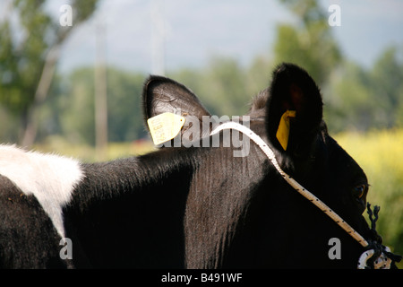 eine Kuh im Feld auf Bauernhof in Landschaft Stockfoto