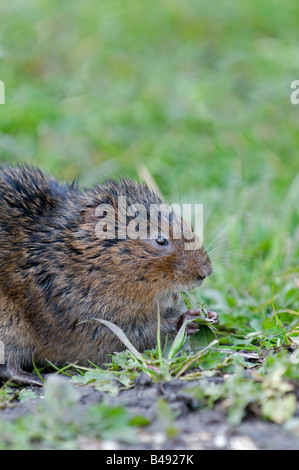 Schermaus: Arvicola Terrestris. Am Ufer des Stroms Stockfoto