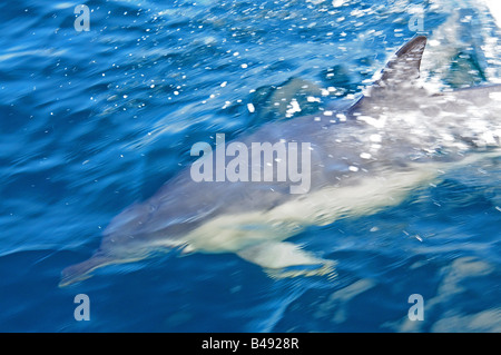 gemeinsamen Delphin Delphinus Delphis in europäischen Gewässern mit Geschwindigkeit Stockfoto