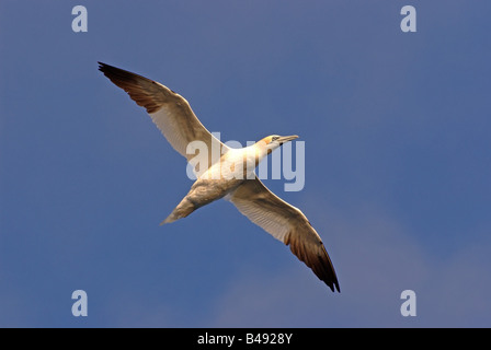 Basstölpel im Flug Stockfoto