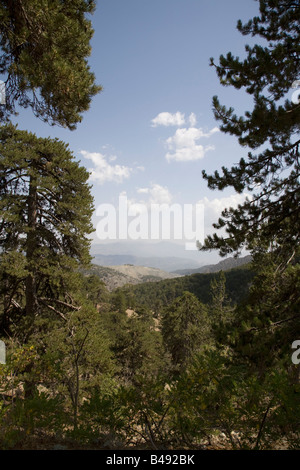 Troodos National Forest Park liegt im Zentrum der Insel etwa eine Autostunde von Limassol Stockfoto