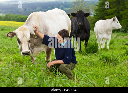 Landwirt klopfte eine seiner Kühe in einem Feld UK Stockfoto