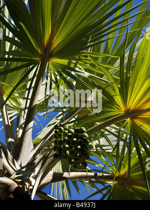Ventilator-Palmenwedel von unten Stockfoto