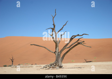 Camel Thorn Tree (Acacia Erioloba) in Sossusvlei region Stockfoto