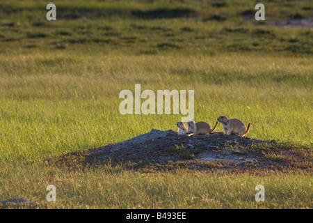 Schwarz-angebundene Graslandhunde in Dog Town entlang der Franzose Flusstal Ecotour Route in den Westen-Block Stockfoto