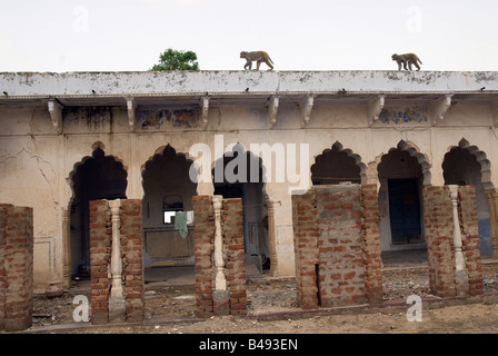 Indien Rajasthan Pushkar Rangji Hindu Tempel Rhesusaffen Macaca Mulatta Makaken sehen Sie auf dem Dach Stockfoto