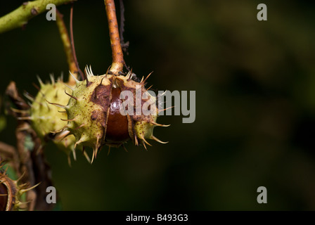 Nahaufnahme von Aeculus Hippocastanum oder Rosskastanie Stockfoto