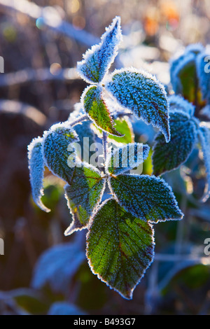 frostige Blätter Brecon Beacons Powys Wales Stockfoto