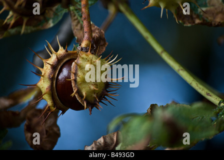 Nahaufnahme von Aeculus Hippocastanum oder "Rosskastanie" Stockfoto