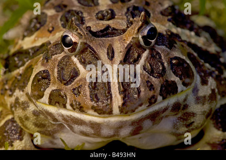 Cranwell des gehörnten Frosch (Ceratophrys Cranwelli) Captive - Südamerika Stockfoto