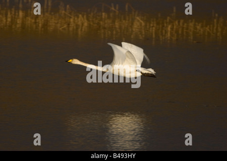 Whooper Schwan Cygnus cygnus Stockfoto