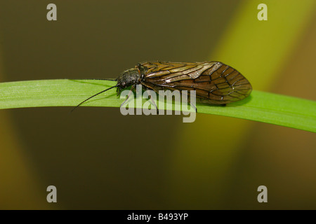 Erle fliegen Stockfoto