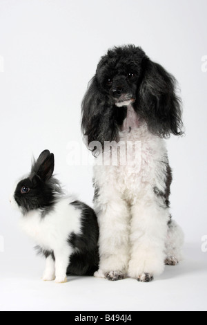 Miniatur Pudel Harlekin und Löwe Mähne Zwerg Kaninchen schwarz / weiß 13 Wochen Hauskaninchen Stockfoto