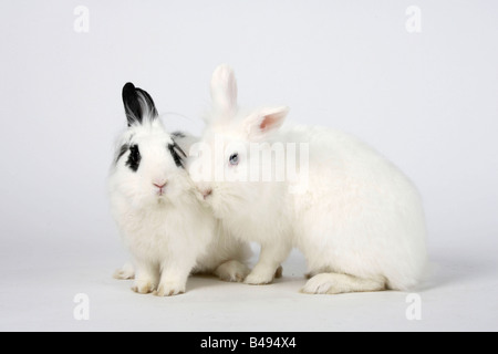 Löwe Mähne Zwerghasen weiß und Hotot Hauskaninchen Stockfoto