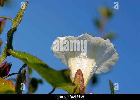 Stock Foto der weißen Trompete geformte Blume der Hecke Ackerwinde Stockfoto