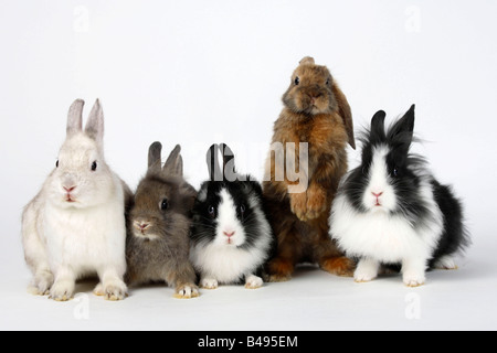 Löwe Mähne Zwergkaninchen eared 13 Wochen Zwerg Kaninchen und Satin Lop Zwerg Kaninchen 8 Wochen Hauskaninchen Stockfoto