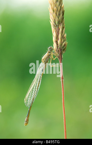 Einzigen weiblichen knappen blauen tailed Damselfly Ischnura Pumilio ließ sich auf einem Rasen-Stiel mit Flügeln versteckt zurück Stockfoto