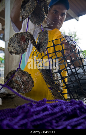 Extraktion Perlen Pearl Farm in Rangiroa Französisch-Polynesien Stockfoto