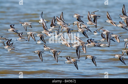 Sanderlinge Calidris Alba Suche nach Nahrung an einem Strand in Cape kann New Jersey während der Frühjahrswanderung Stockfoto