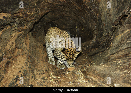 Leopard Cub im Inneren einen großen Baumstamm in Ranthambhore Tiger reserve Stockfoto