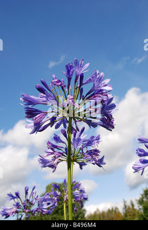 Afrikanische Bluelily gegen blauen Himmel Stockfoto
