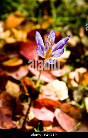 Einem Krokus Blüte zum falschen Zeitpunkt des Jahres, während die Blätter im Herbst die Anlage fallen beschlossen, in das Leben in einer Gar Frühling Stockfoto